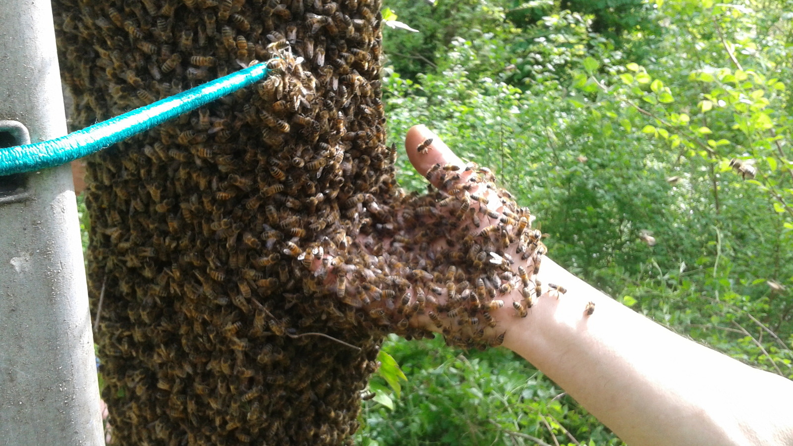 Période d'essaimage des abeilles
