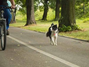 Comment éviter que mon chien court après les vélos